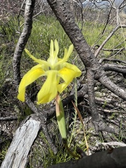 Moraea bituminosa