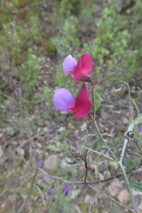 Lathyrus clymenum