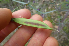 Lathyrus clymenum