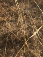 Chloris virgata