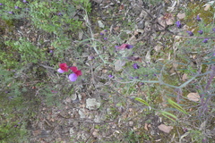 Lathyrus clymenum