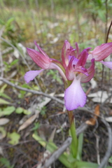 Anacamptis papilionacea