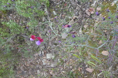 Lathyrus clymenum