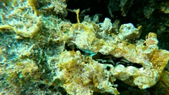 Pinna rudis