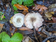 Agaricus hondensis