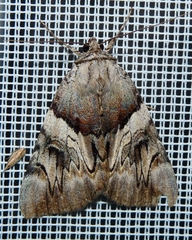 Catocala fulminea