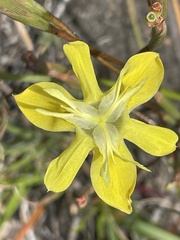 Moraea bituminosa
