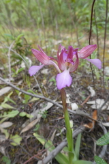 Anacamptis papilionacea