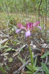 Anacamptis papilionacea