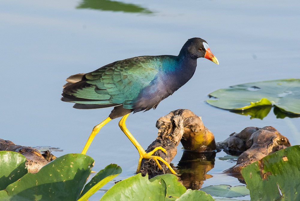 Purple Gallinule photo
