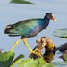 Purple Gallinule - Photo (c) Bert Filemyr, some rights reserved (CC BY-NC), uploaded by Bert Filemyr