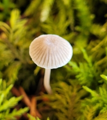 Mycena erubescens
