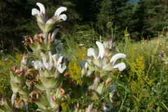 Salvia aethiopis
