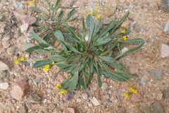 Scorpiurus muricatus