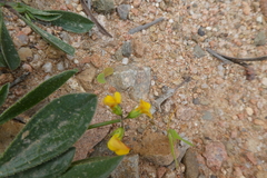 Scorpiurus muricatus