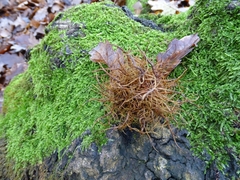 Andricus caputmedusae