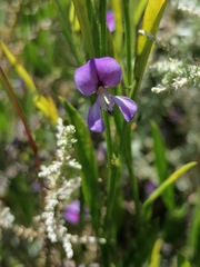 Psoralea laxa