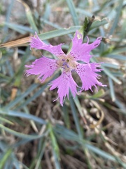 Dianthus pendulus