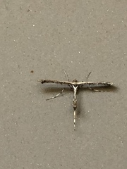 Pterophoroidea