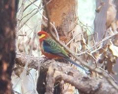 Platycercus icterotis