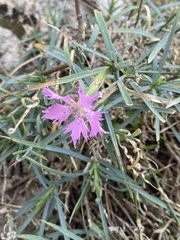 Dianthus pendulus