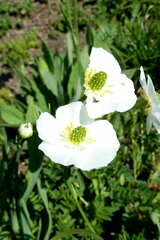 Ranunculus kuepferi