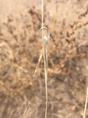Bouteloua barbata