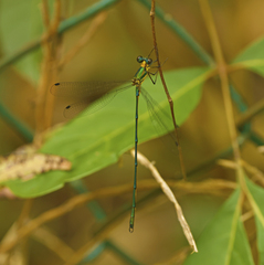 Synlestes selysi