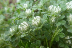 Trifolium cherleri