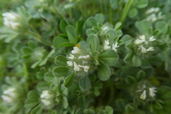 Trifolium cherleri