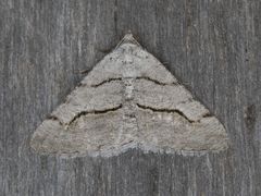 Digrammia imparilata