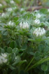 Trifolium cherleri