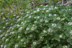 Trifolium cherleri