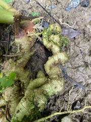 Zingiber officinale