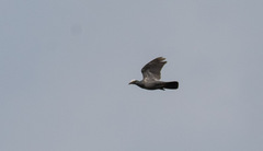 Patagioenas leucocephala