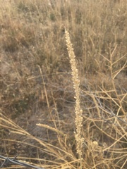 Setaria leucopila