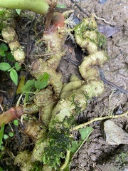 Zingiber officinale