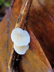 Crepidotus variabilis
