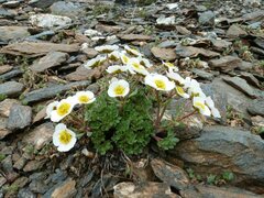 Ranunculus glacialis