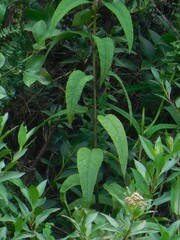 Aristeguietia glutinosa