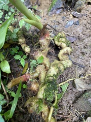 Zingiber officinale