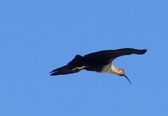 Theristicus melanopis