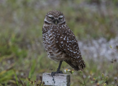 Athene cunicularia floridana