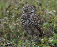 Athene cunicularia floridana