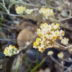 Helichrysum indicum