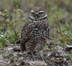 Athene cunicularia floridana