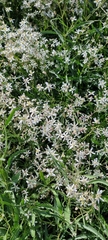 Clematis songorica