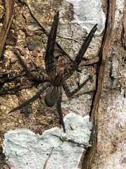 Cupiennius salei