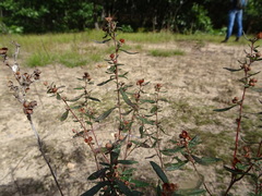 Crocanthemum canadense