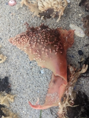 Chondracanthus exasperatus